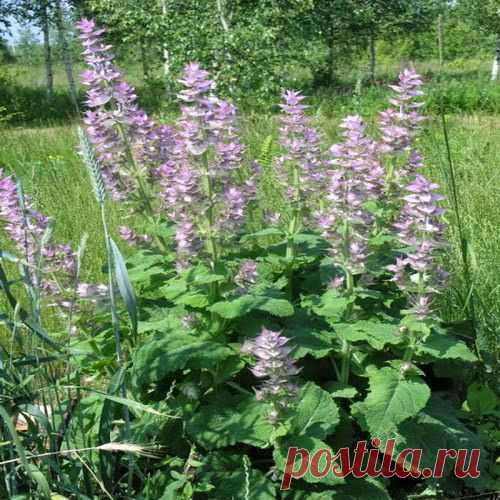 От любых воспалений | Друг пенсионера