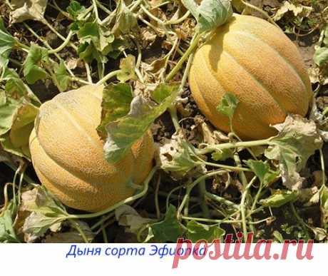 В помощь дачникам фото и названия разных сортов дынь