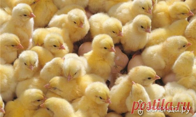 Болезни цыплят. Неинфекционные. Часть 1 - Асиенда.ру