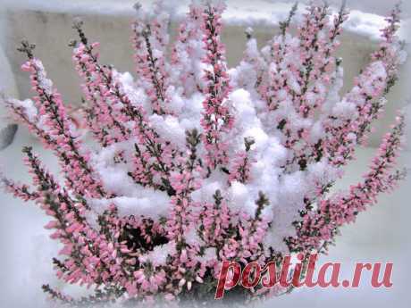 Плейкаст «Цветы под снегом»