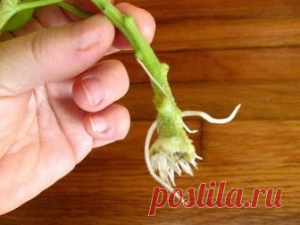 СТИМУЛЯТОРЫ ОБРАЗОВАНИЯ КОРНЕЙ ИЗ ПОДРУЧНЫХ СРЕДСТВ! 
 
При размножении растений черенками иногда возникает проблема с корнеобразованием. Для ускорения процесса можно прибегнуть к стимуляторам промышленного производства, самые популярные из них – корневин и гетероауксин. Но есть и несколько проверенных временем народных способов. 
 Мед 
В 1,5 л воды растворяют чайную ложечку меда, черенок помещают в раствор на одну треть и выдерживают в нем 12 часов. 
 Картофель 
Для укоре...