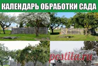 Календарь обработки сада
Каждому садоводу очень важно, чтобы плодово-ягодные деревья и кустарники в саду оставались здоровыми и давали хороший урожай. Для этого нужно своевременно проводить мероприятия по профилактике заражения болезнями и поражения вредителями.
