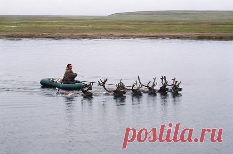 &quot; А оленя лучше!..&quot;