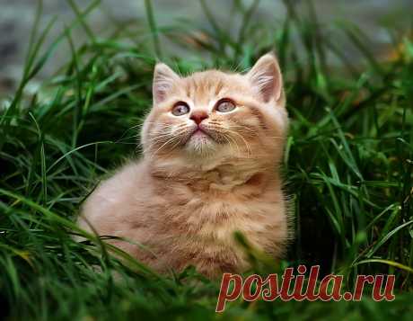 Мне бы в небо...