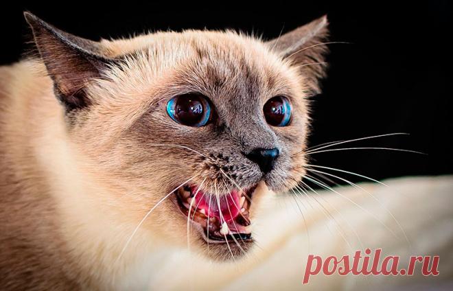 Какие породы кошек считаются самыми злыми