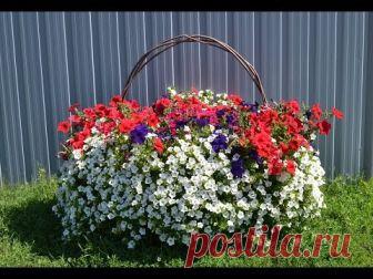 Выращивание петунии ампельной: сорта, посадка и уход, сколько штук сажать в кашпо