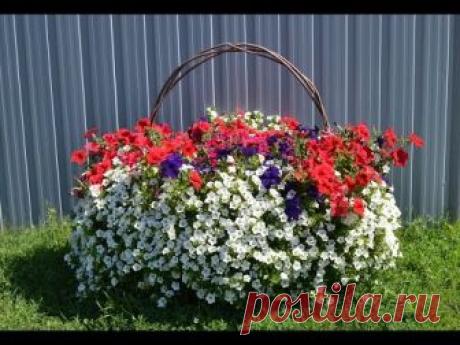 Выращивание петунии ампельной: сорта, посадка и уход, сколько штук сажать в кашпо