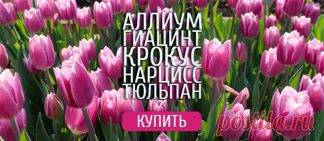 Интернет-магазин по продаже семян Уральский Дачник - Semena74.Com. Семена, саженцы и удобрения, высылаемые по почте.