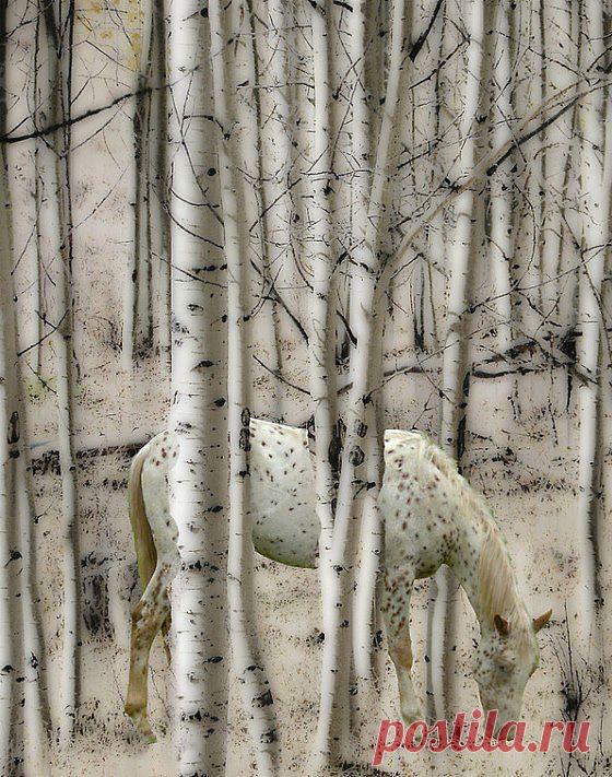 Необычные фотографии Питера Холма (Рeter Нolme) | Лучшее в интернете.