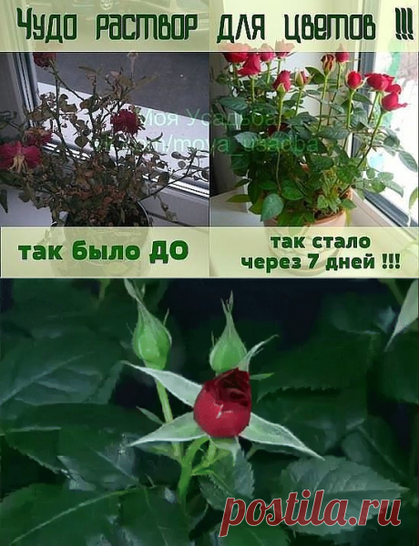 (96) Одноклассники