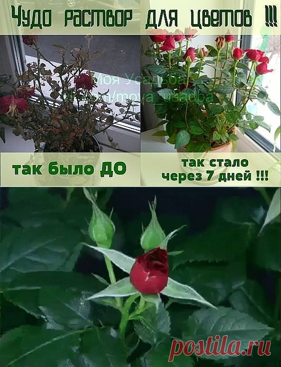 (96) Одноклассники
