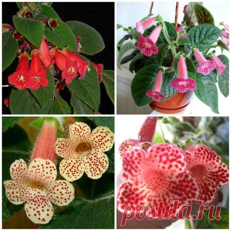 Самые красивые комнатные цветы
