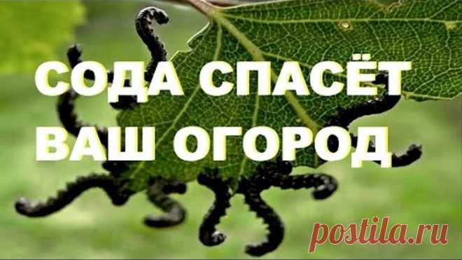 (87) Одноклассники