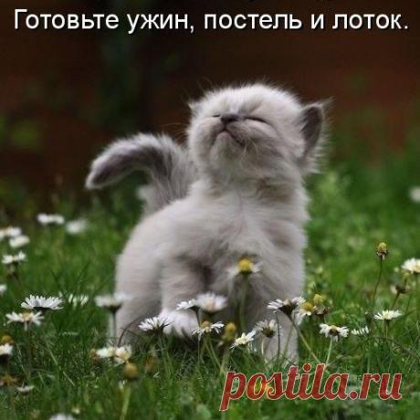 Коты и прочая компашка