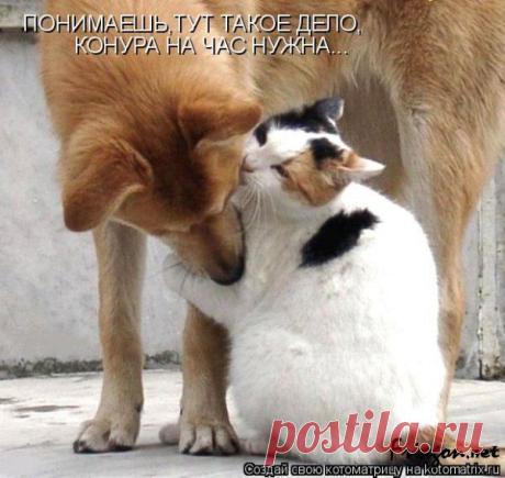 Вера в любовь (котоматрица)