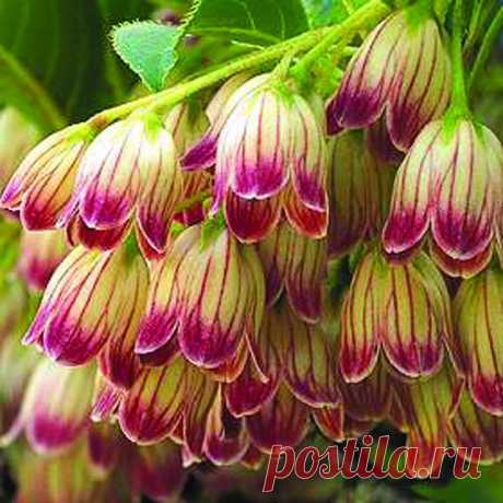 Dwarf Japanese Pagoda Tree - Enkianthus campanulatus...