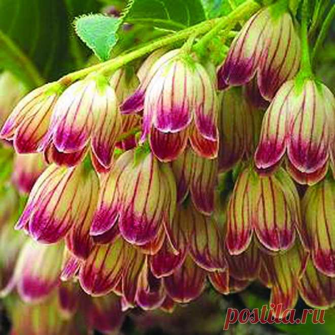 Dwarf Japanese Pagoda Tree - Enkianthus campanulatus...