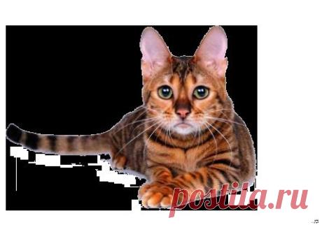 0_a5b21_fd6f3c46_orig (443×310)