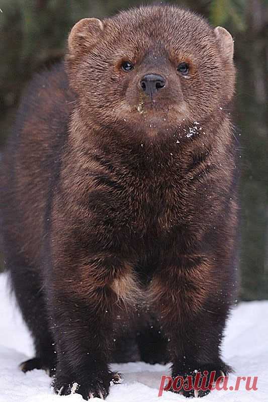 Mustelidae ☼ норки выдры хорьки | ВКонтакте