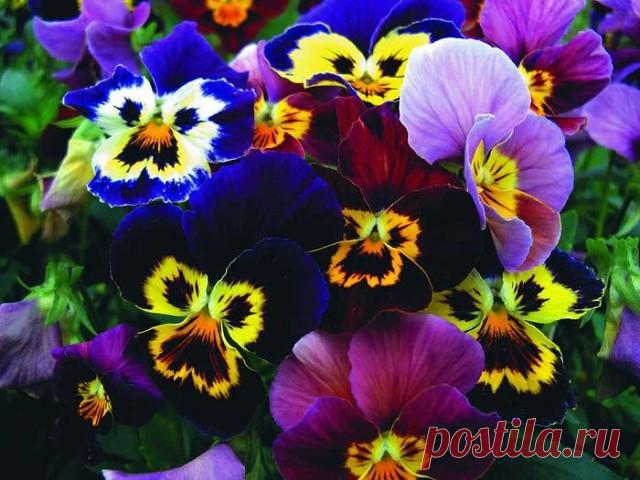 Если отношения с мужем разладились, то прибегните к помощи одного весьма простого, но очень эффективного обряда. Весной посадите в разных местах цветы, в названии которых присутствуют человеческие имена (василек, анютины глазки, марьин корень и т. д.). Если Вы живете не в частном, а в многоквартирном доме, то посадите цветы у разных подъездов – уверена, соседи против не будут. Когда будете сажать цветы, читайте такой заговор:

Вам расти, а мне

Перед рабом Божьим (имя) цве...