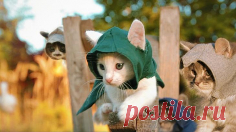 Классная подборка картинок с котятами