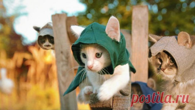 Классная подборка картинок с котятами