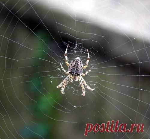 Почему нельзя убивать пауков?