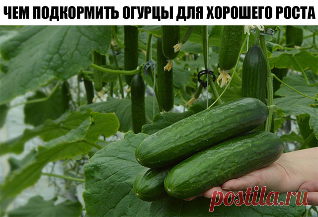 Чем подкормить огурцы для хорошего роста

Мечтаете, чтобы огурцы хорошо росли и давали отличный урожай? Но при этом не хотите лишний раз травить растения 