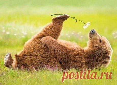 Чему можно радоваться бесконечно? Жизни! — Всегда в форме!