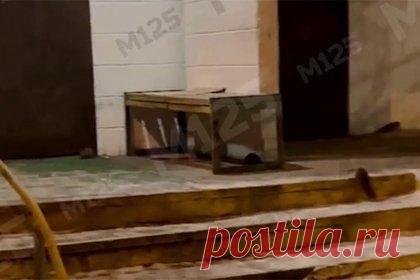 У московского дома обнаружили нашествие крыс. В Москве жители дома №11 на 9-й линии Северного района пожаловались на нашествие крыс. При этом отмечается, что УК «Жилищник» решить проблему не может. На опубликованных в сети кадрах можно насчитать четырех грызунов. Одна из крыс находится на лавке у подъезда и в какой-то момент поднимается на задние лапы.