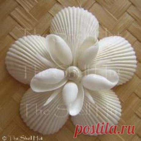 Sanddollar Ракушек Морских Звезд Гирлянды