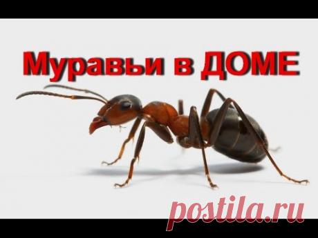 Как избавиться от домашних муравьев
