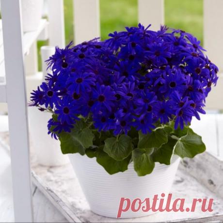 Перикаллис гибридный (Pericallis hybrida), или Крестовник садовый, или Цинерария кровавая