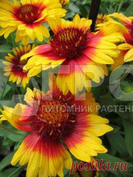 Гайлардия Mesa Bright Color Гайлардия Mesa Bright Color. Цена: 180 руб. Многолетние цветы