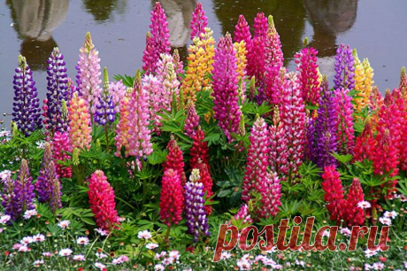 Люпин – сидерат, который обогатит почву