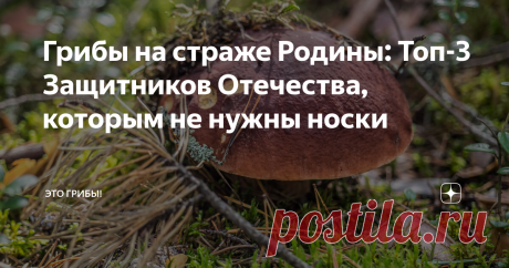 Грибы на страже Родины: Топ-3 Защитников Отечества, которым не нужны носки На календаре - 23 февраля, а это значит, что нельзя не отдать должное защитникам Отечества. Сегодня чествуют маршалов и рядовых, славят танкистов и артиллеристов, восхищаются доблестью десантников и подводников. Ну а мы, конечно, поговорим про грибы - которые тоже нас защищают и при этом не требуют ежегодной дани в виде носков, бритв и одеколона.
Самый красивый из защитников - боровой (фото
