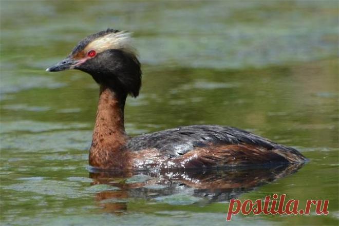 10 не летающих птиц, доживших до наших дней