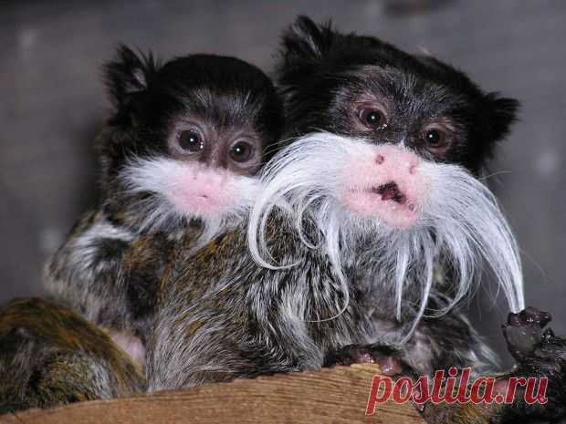 Императорский тамарин | ЖИВОЙ УГОЛОК