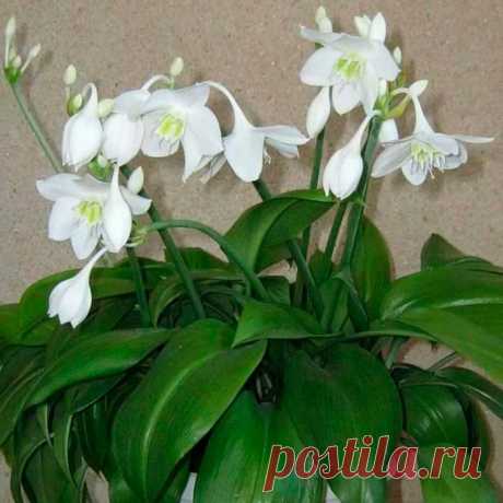 Комнатное растение Эухарис (Eucharis). Цветки эухариса напоминают цветки нарциссов. Между тем, выращивать эухарис можно только в комнатах, поскольку зимой ему нужна положительная температура. При хороших условиях содержания эухарис цветет дважды в течение года - в конце лета и в конце зимы. Во время цветения над розеткой листьев на высоту до 60 см поднимается высокий цветонос.