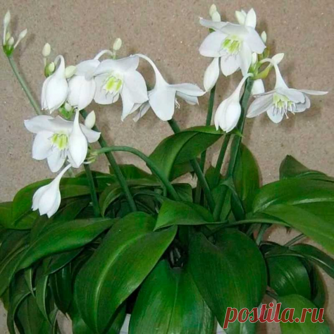 Комнатное растение Эухарис (Eucharis). Цветки эухариса напоминают цветки нарциссов. Между тем, выращивать эухарис можно только в комнатах, поскольку зимой ему нужна положительная температура. При хороших условиях содержания эухарис цветет дважды в течение года - в конце лета и в конце зимы. Во время цветения над розеткой листьев на высоту до 60 см поднимается высокий цветонос.