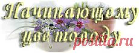 Бальзамин. Комнатный. Уход. | Начинающему цветоводу