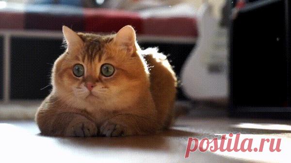 К атаке готов!