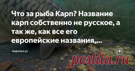 Что за рыба Карп? Название карп собственно не русское, а так же, как все его европейские названия, происходит... Название карп собственно не русское, а так же, как все его европейские названия, происходит от греческого слова – χαρποξ – плод, которое, очевидно, дано по причине необычайной плодовитости этой рыбы. Впрочем, название карп, иногда карпия употребительно только в средней России и относится исключительно к карпам, живущим в больших прудах и озерах; в юго-западной Р...