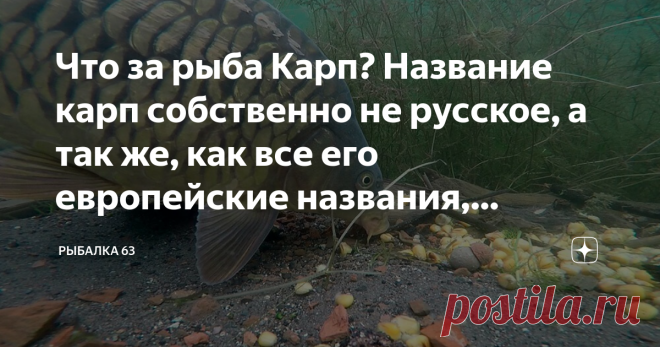 Что за рыба Карп? Название карп собственно не русское, а так же, как все его европейские названия, происходит... Название карп собственно не русское, а так же, как все его европейские названия, происходит от греческого слова – χαρποξ – плод, которое, очевидно, дано по причине необычайной плодовитости этой рыбы. Впрочем, название карп, иногда карпия употребительно только в средней России и относится исключительно к карпам, живущим в больших прудах и озерах; в юго-западной Р...