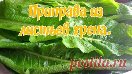 Заготовки в зиму/приправа из листьев хрена/для борьбы с вирусами.13.08.20г.