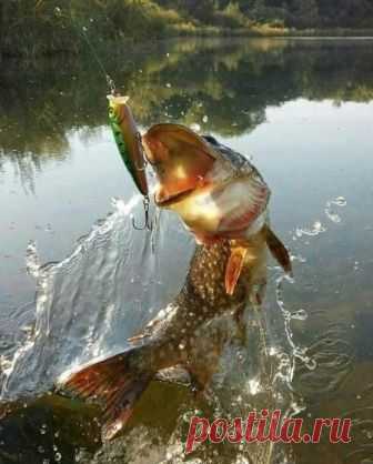 Вот это кадр!!! Вот это кадр!!! Это же ещё поймать этот миг нужно! Браво фотографу!