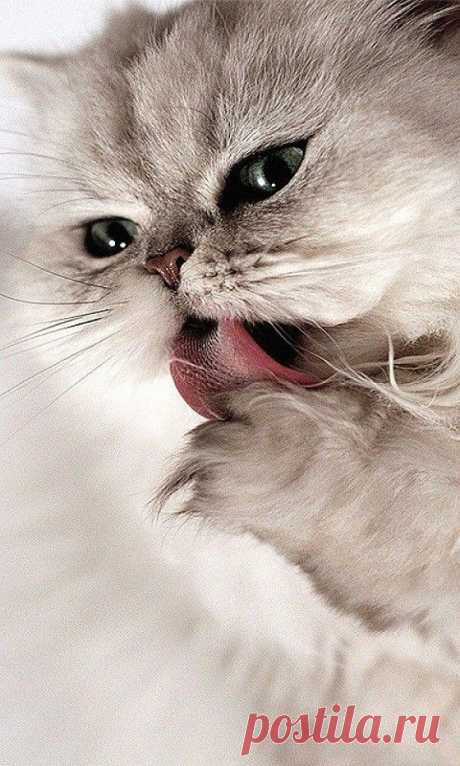 Paw-lickin'good | Самые симпатичные Paw