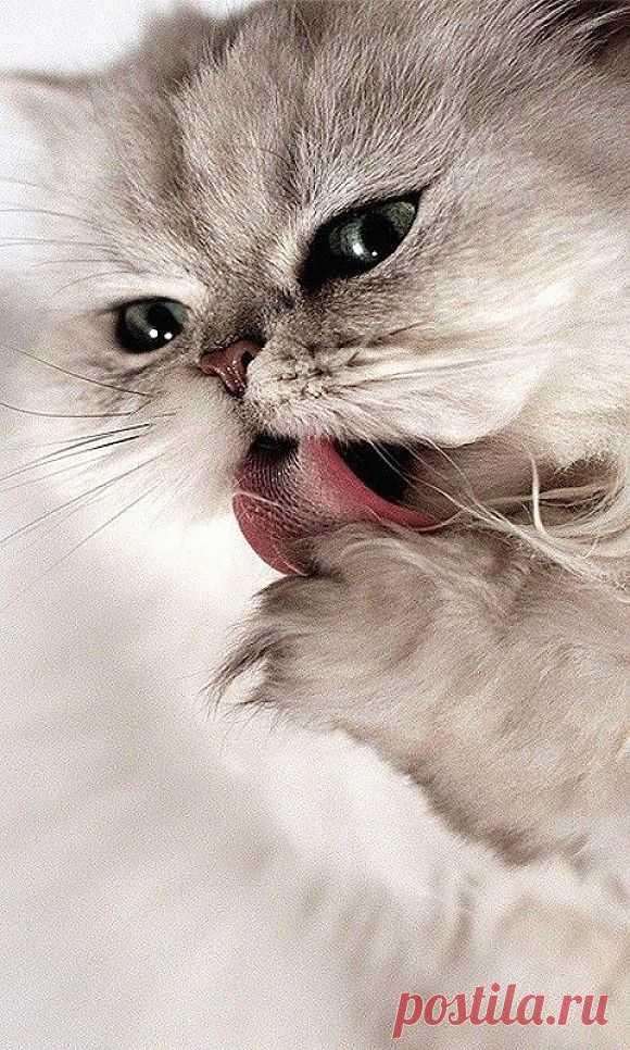 Paw-lickin'good | Самые симпатичные Paw