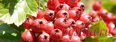 Боярышник — не лакомство, а лекарство