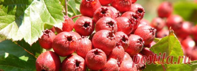 Боярышник — не лакомство, а лекарство